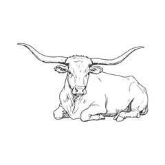 Vintage Texas Longhorn Cow Resting on Ground Hand Drawn Farm Animal Illustration
