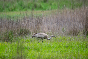 Obraz premium gray cranes close-up against a green background in natural conditions