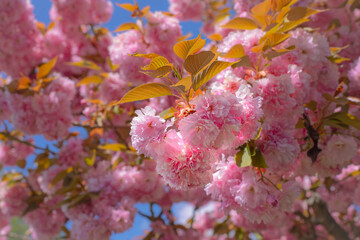 Cerisier du Japon aux fleurs roses et jeunes feuilles au printemps.