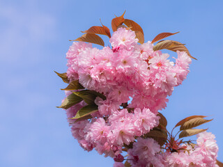 Branche de cerisier du Japon aux fleurs roses et jeunes feuilles au printemps sur fond de ciel bleu azur.