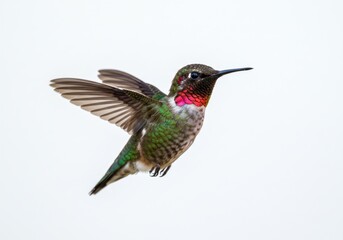 Fototapeta premium Rufous hummingbird in flight with vibrant colors on white background