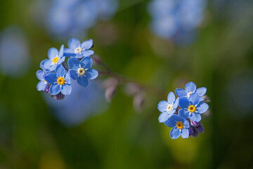 Myosotis aux fleurs bleu tendre et jaune au printemps au milieu de la nature sauvage de la campagne.