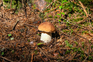 A porcini mushroom with a drop of water on its cap grows on the forest floor.