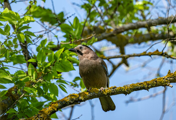beautiful jay close-up against a green background in natural conditions