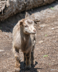 Fototapeta premium 子ヤギ 