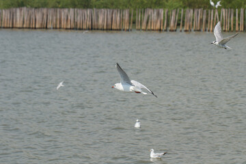 Seagulls is flying.Seagulls are flying above the flock of seagulls floating on the water.