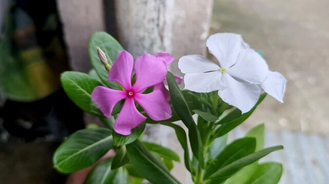 A beautiful closeup of catharanthus rose, pink and white periwinkle, madagascar periwinkle flowers