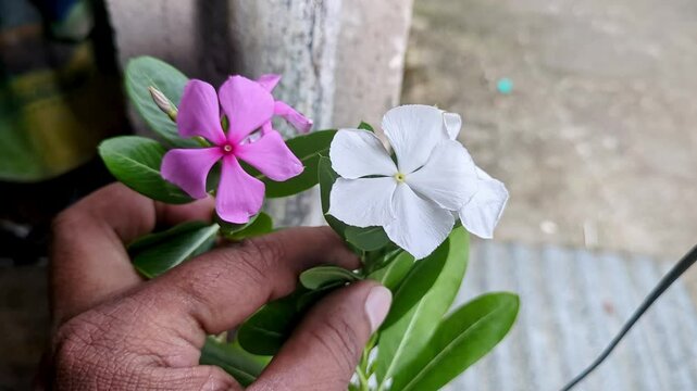 A male hand checking the quality of pink and white catharanthus rose, madagascar periwinkle flowers
