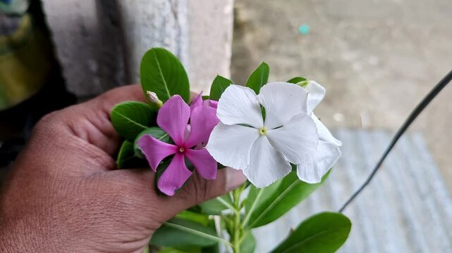 A male hand checking the quality of pink and white catharanthus rose, madagascar periwinkle flowers