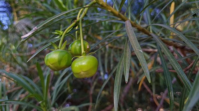 Close-up of Kaner,lucky nut or yellow oleander fruits hanging and swaying in the wind on the plant