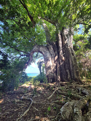 huge baobab tree on the ocean shore in Zanzibar
