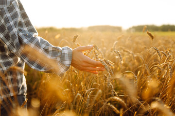 A young female farmer works in a golden wheat field. A female agronomist examines ripe wheat ears and checks the quality of the crop. Farming concept.