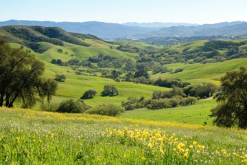 Fototapeta premium Stunning Spring Landscape Rolling Green Hills Sunny Day Vibrant Wildflowers Meadow Scenery Nature 