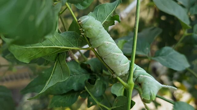 Macro closeup of an adult Tobacco Hornworm or Manduca sexta crawling through plant leaves at spring