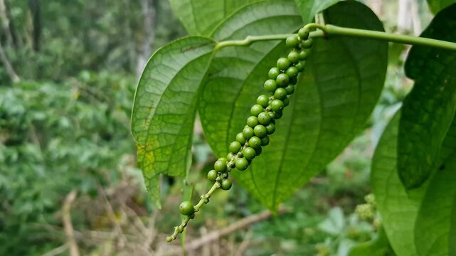 Macro closeup of unripe green black pepper or Piper nigrum hanging among vine leaves during winter