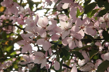 Sunlight Filtering Through Blooming Cherry Blossom Tree with Soft Pink Flowers and Green Foliage in Serene Spring Garden Atmosphere, Backlit Floral Scene Perfect for Nature and Botanical Themes