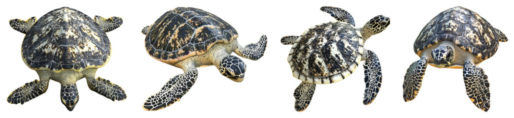 Various Views of Sea Turtles Swimming in Clear Blue Water