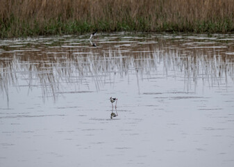beautiful bird - black-winged stilt on spring meadow near lake