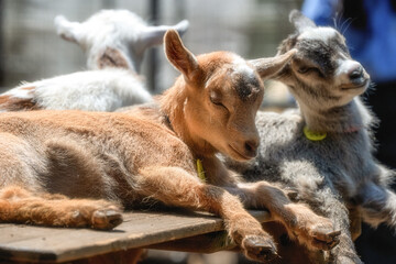 Fototapeta premium 子ヤギ 