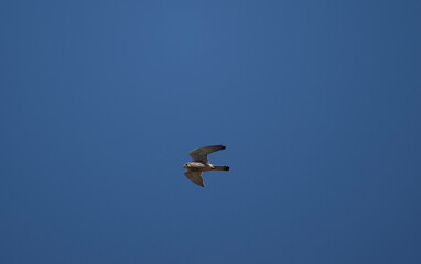bright kestrel flies to hunt against blue sky