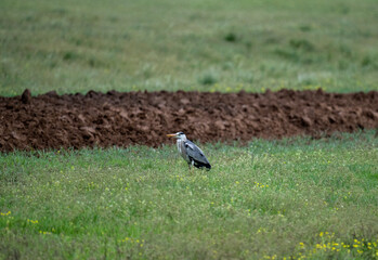 great white heron on spring meadow near lake