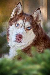 Portrait Siberian Husky with Bright Blue Eyes – Winter Forest Portrait, husky Dog on a Walk.