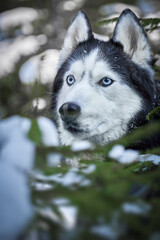 Siberian Husky with Bright Blue Eyes