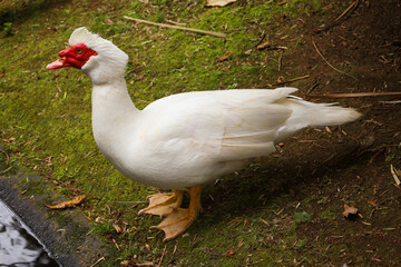 muscovy duck, duck, beak, waterfowl, feather, domestic, farm, bird, white, agriculture, fowl, wild, poultry, wings, wildlife, feathers, animal, nature, water, grass, birds, animals, neck, head, green,