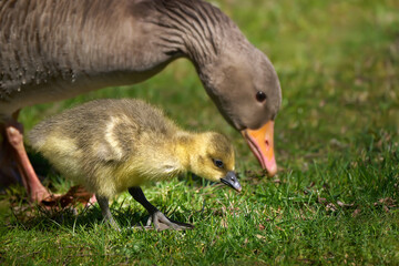 Graugans Küken (Anser anser) auf Nahrungssuche mit seiner Mutter im Gras einer Wiese