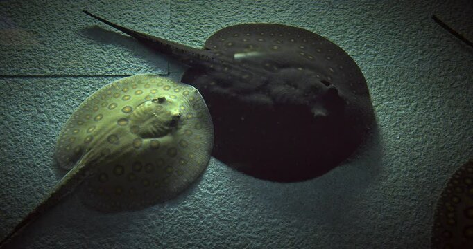 Shanghai, China. Mottled Freshwater Stingrays Or River Stingrays Or Freshwater Stingrays Swimming In Aquarium. Potamotrygon Histrix Also Porcupine River Stingray. Potamotrygon Histrix Is One Of Most