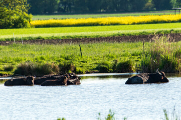 A herd of water buffalo cool in a pond on a hot afternoon