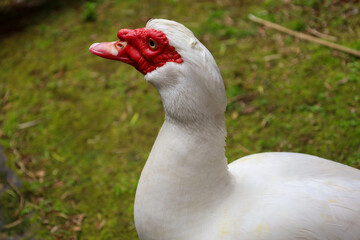 muscovy duck, duck, beak, waterfowl, feather, domestic, farm, bird, white, agriculture, fowl, wild, poultry, wings, wildlife, feathers, animal, nature, water, grass, birds, animals, neck, head, green,