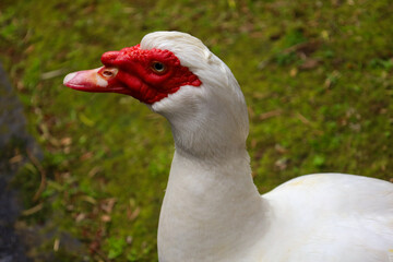 muscovy duck, duck, beak, waterfowl, feather, domestic, farm, bird, white, agriculture, fowl, wild, poultry, wings, wildlife, feathers, animal, nature, water, grass, birds, animals, neck, head, green,