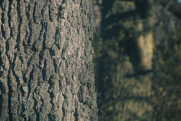 Close up of a tree