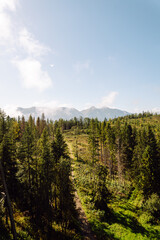 Tranquil forest landscape featuring a wooden winding path surrounded by dense forest. Beautiful majestic mountains against a clear sky. Concept of nature, beauty and freedom.