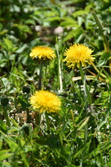 Dandelions are blossoming in a meadow in sunny spring day.
