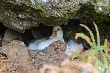 nest, muscovy duck, duck, beak, waterfowl, feather, domestic, farm, bird, white, agriculture, fowl, wild, poultry, wings, wildlife, feathers, animal, nature, water, grass, birds, animals, neck, head, 