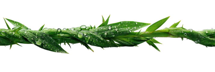 A thorny vine with green leaves entwined along its length. Png, Isolated on background.