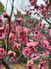 plum tree blossom