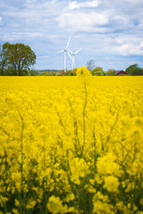Wind turbines in a canola field on the Swedish countryside in Skane, Sweden