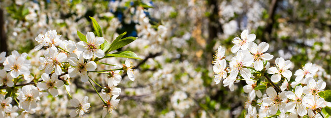 Delicate white blossoms flourish on cherry trees, signaling the arrival of spring in a serene garden setting beneath a clear blue sky