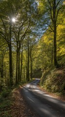 Obraz premium Sunlit pathway through autumnal woodland