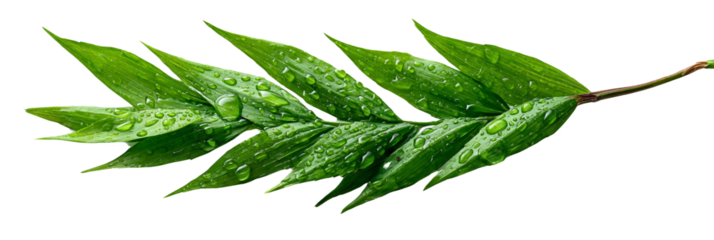A green leaf branch with multiple elongated leaves arranged along a stem. Png, Isolated on background.