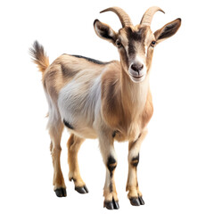Obraz premium Domestic Goat Farm Animal Brown Goat Goat Image Livestock
