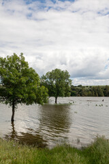 Árbol sobre el lago