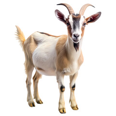 Fototapeta premium Adorable Goat Farm Animal Livestock Pet Goat