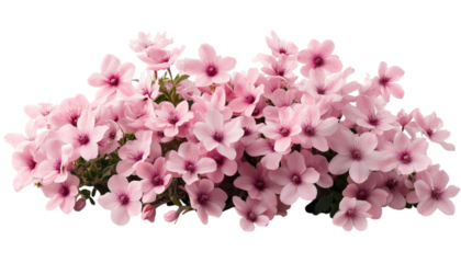 pink azalea isolated on transparent background