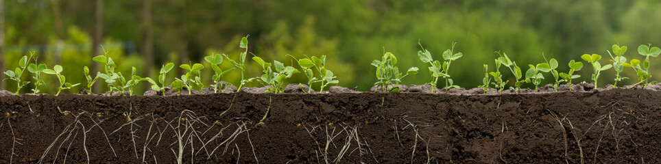 Young green pea plants in soil with roots