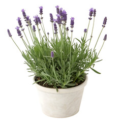 Fototapeta premium Lavandula hidcote in pot isolated on transparent background