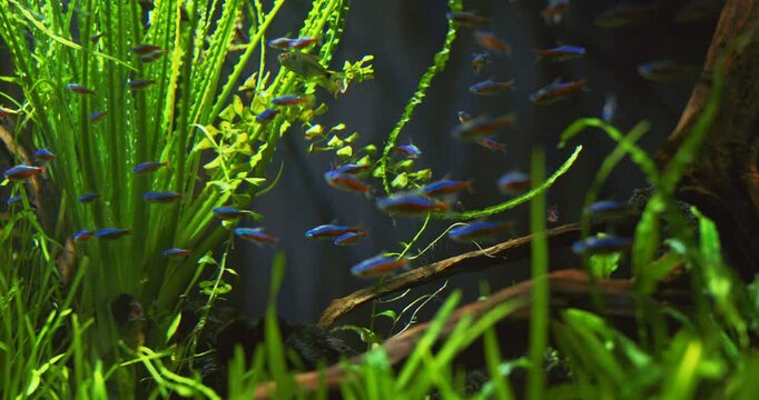 Shanghai, China. Cardinal Tetra Fishes Bottom View. Paracheirodon Axelrodi Freshwater Fish Of Family Characidae Of Order Characiformes. Cardinal Tetra Is Very Popular Aquarium Fish. Cardinal Tetra Has